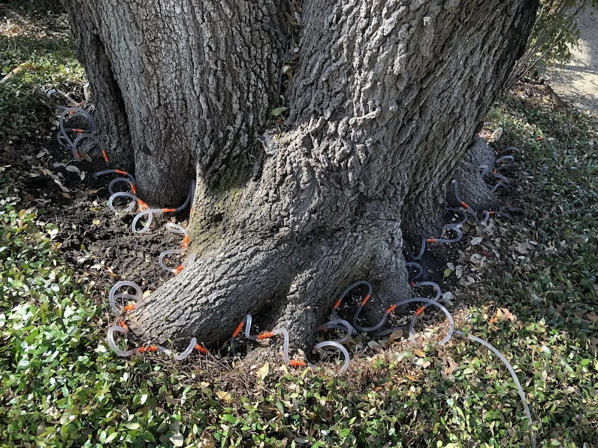 Detailed Tree Cabling and Bracing job site in Badger