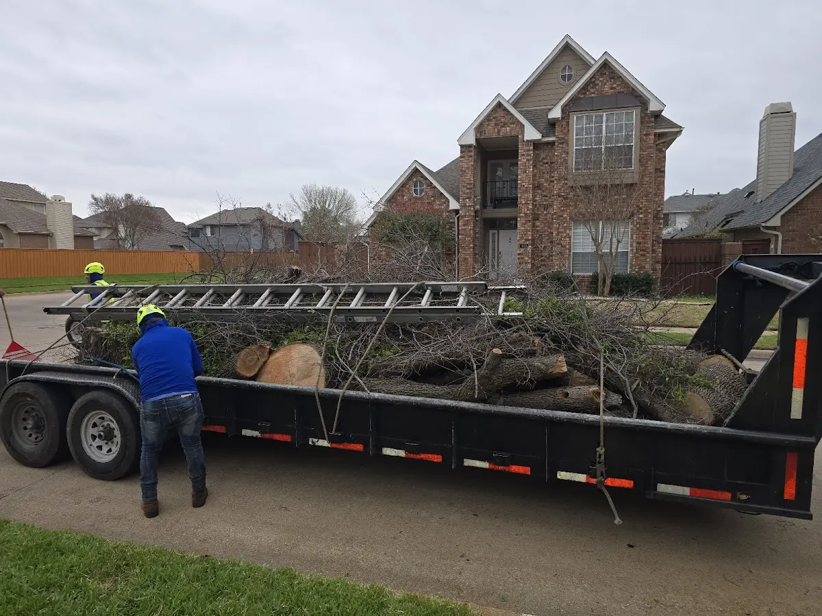Expert Tree Pest Control with proper safety equipment in Badger